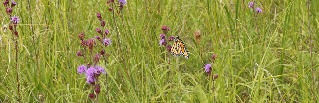 Wildlife and Habitat 