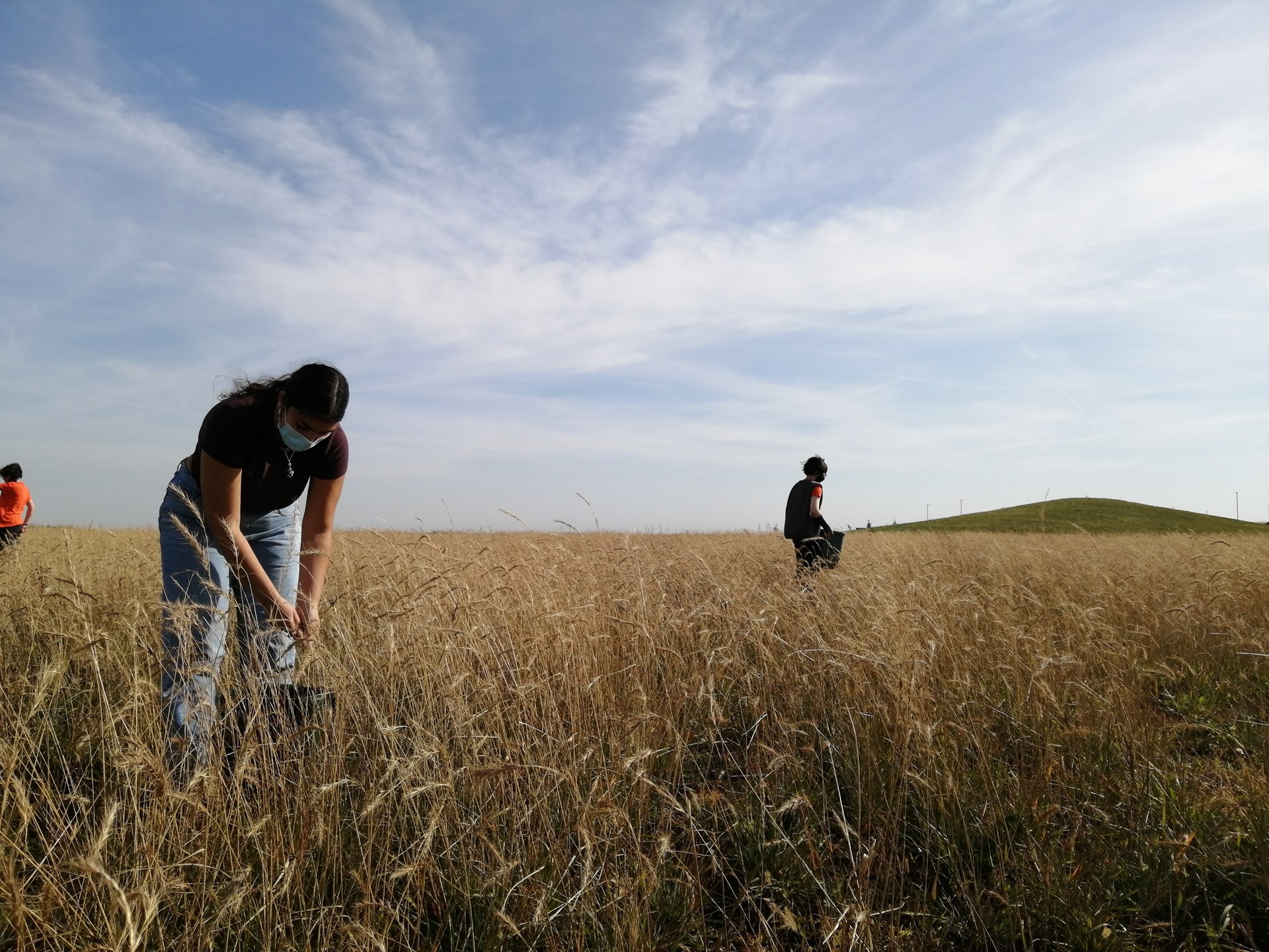 Students Harvesting Seed 2021.jpg